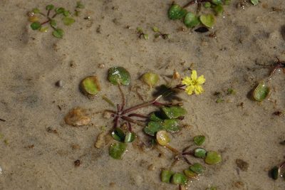 Nymphoides exiliflora, photographed by John Barkla
