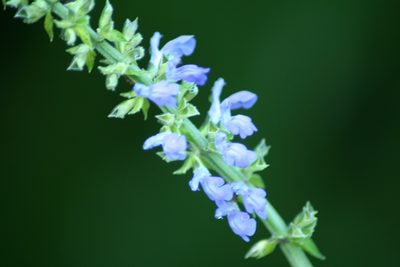Salvia longispicata, photographed by Luis F. Ramírez