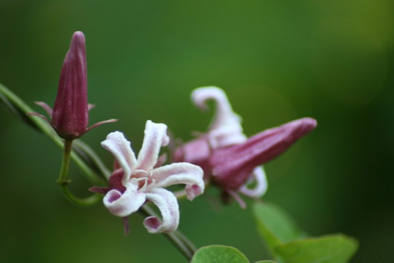 Cynanchum ligulatum, photographed by Luis F. Ramírez