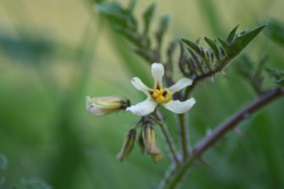 Solanum grayi, photographed by Luis F. Ramírez