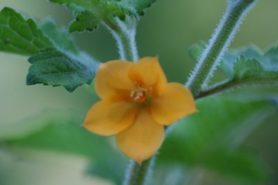 Mentzelia aspera, photographed by Luis F. Ramírez