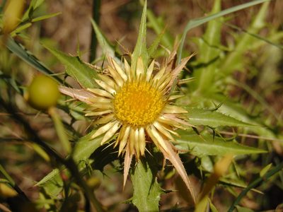 Carlina corymbosa, photographed by viridian