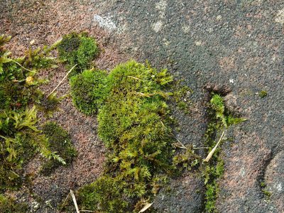 Grimmia trichophylla, photographed by Susan Marley