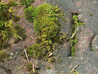 Grimmia trichophylla, photographed by Susan Marley