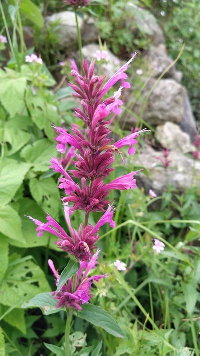 Agastache mexicana, photographed by IA braham