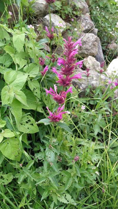 Agastache mexicana, photographed by IA braham