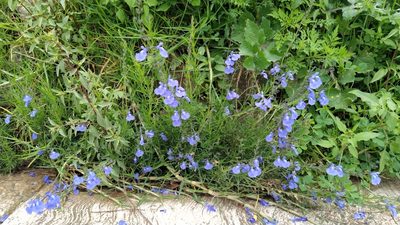 Salvia reptans, photographed by IA braham