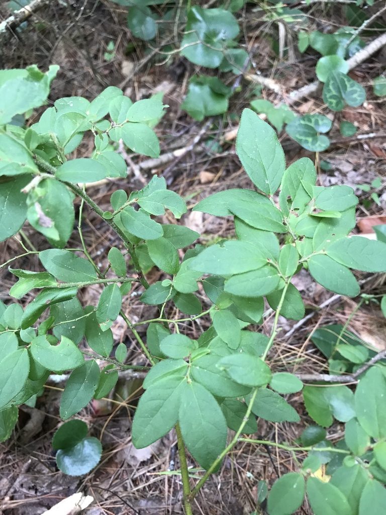 Vaccinium hirsutum, photographed by Alan Weakley