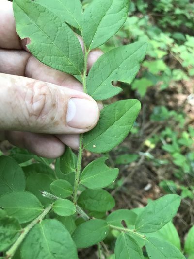 Vaccinium hirsutum, photographed by Alan Weakley