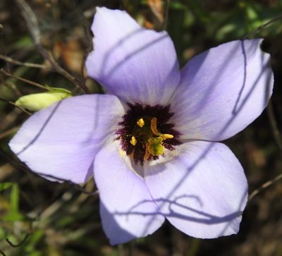 Eustoma russellianum, photographed by saltyhiker