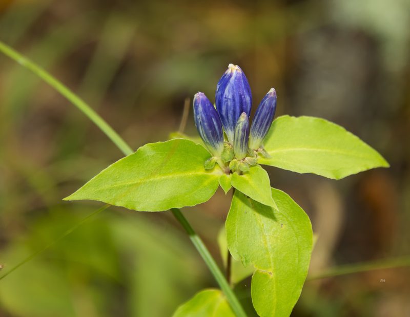 Gentiana austromontana, photographed by Seig