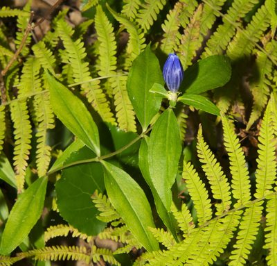 Gentiana austromontana, photographed by Seig