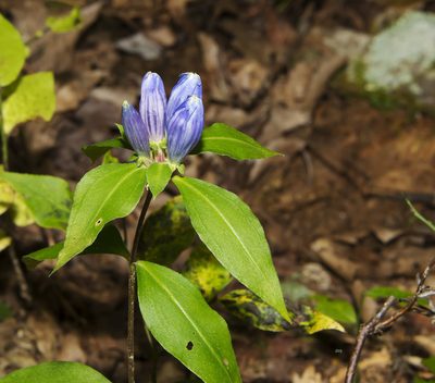 Gentiana austromontana, photographed by Seig