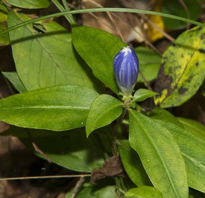Gentiana austromontana, photographed by Seig
