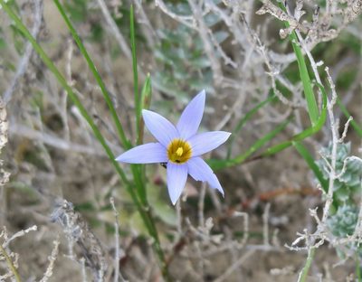 Romulea tabularis, photographed by flamelily