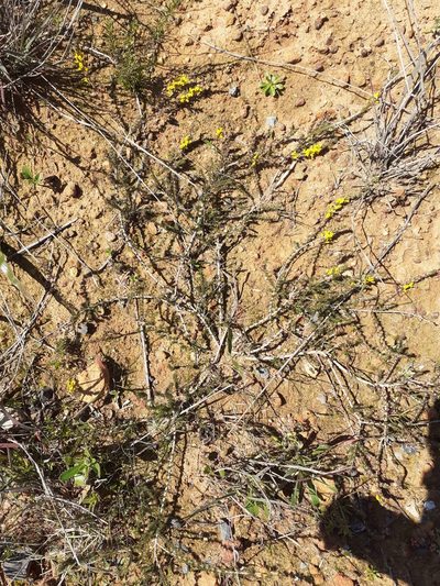 Aspalathus parviflora, photographed by Brian du Preez