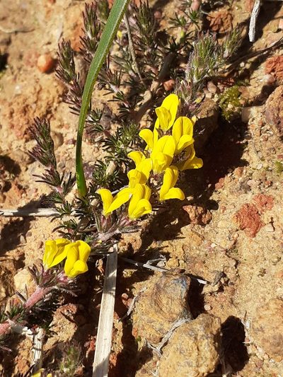 Aspalathus parviflora, photographed by Brian du Preez