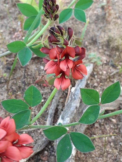 Indigofera discolor, photographed by Brian du Preez