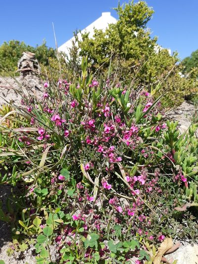 Indigofera platypoda, photographed by Brian du Preez