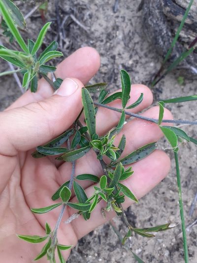 Psoralea venusta, photographed by Brian du Preez