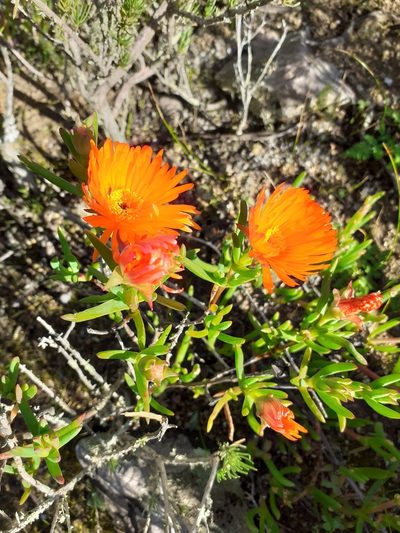 Lampranthus glaucoides, photographed by Brian du Preez
