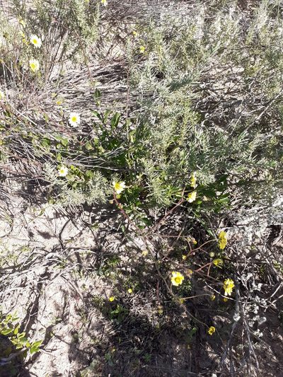 Tripteris dentata, photographed by Brian du Preez