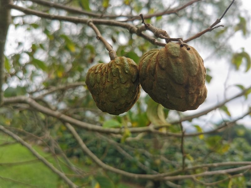 Annona cherimola, photographed by Elías Torres Arroyo