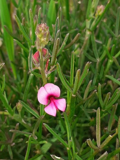 Indigofera platypoda, photographed by Brian du Preez