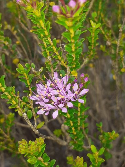 Agathosma thymifolia, photographed by Brian du Preez