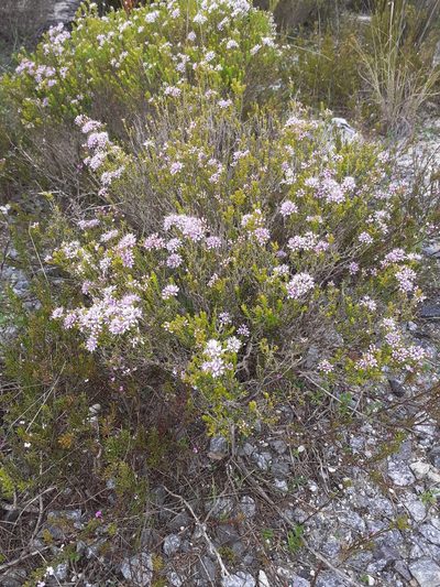 Agathosma thymifolia, photographed by Brian du Preez