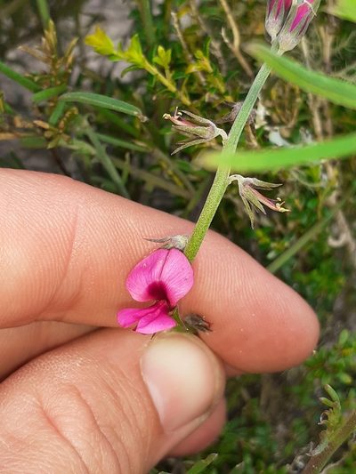 Indigofera platypoda, photographed by Brian du Preez