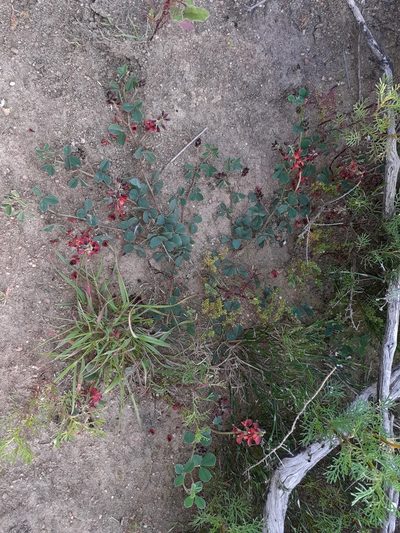 Indigofera discolor, photographed by Brian du Preez