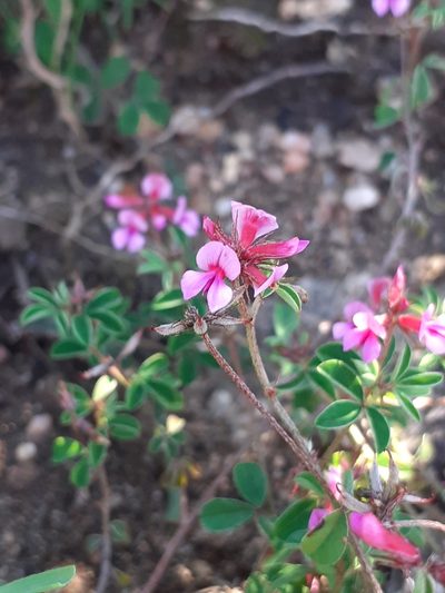 Indigofera dodii, photographed by Brian du Preez