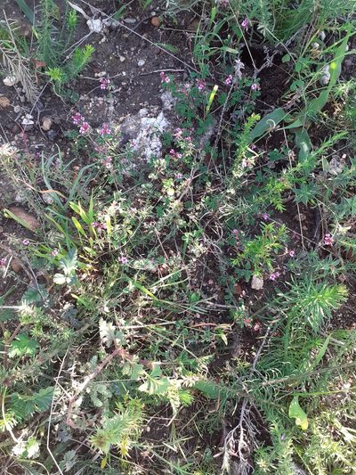 Indigofera dodii, photographed by Brian du Preez