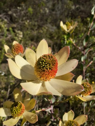 Leucadendron discolor, photographed by Brian du Preez