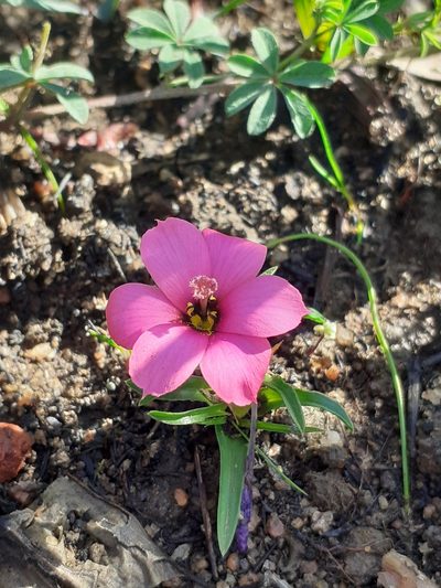 Moraea versicolor, photographed by Brian du Preez