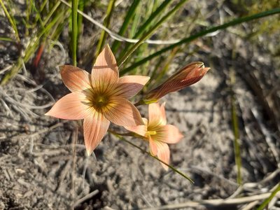 Romulea jugicola, photographed by Brian du Preez