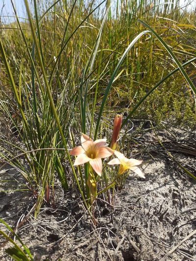 Romulea jugicola, photographed by Brian du Preez