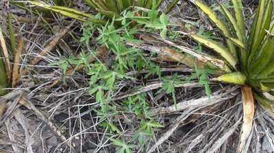 Manihot subspicata, photographed by Juan Cruzado Cortés