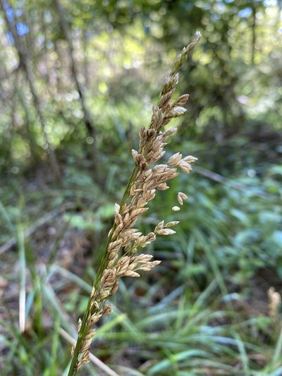 Glyceria obtusa, photographed by Alan Weakley