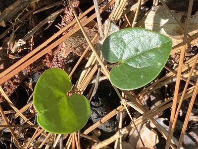 Asarum sorriei, photographed by Alan Weakley