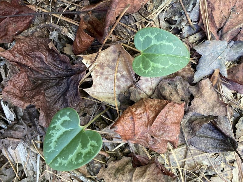 Asarum sorriei, photographed by Alan Weakley