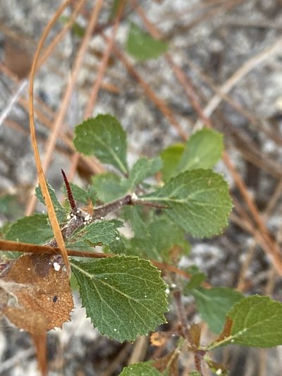 Crataegus munda, photographed by Alan Weakley