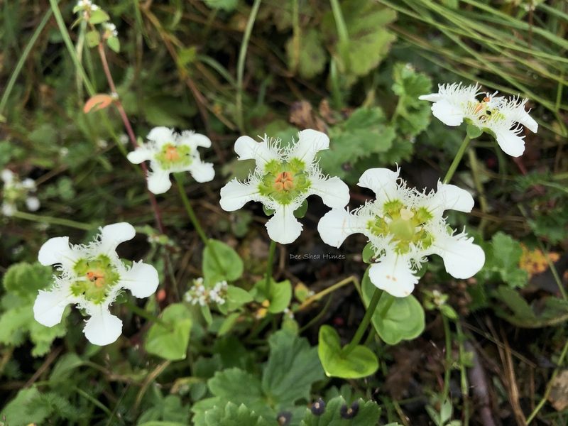 Parnassia wightiana, photographed by Dee Shea Himes