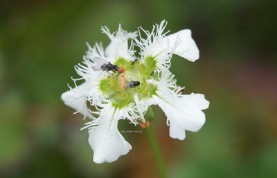 Parnassia wightiana, photographed by Dee Shea Himes