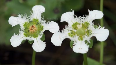 Parnassia wightiana, photographed by Dee Shea Himes