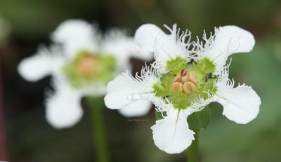 Parnassia wightiana, photographed by Dee Shea Himes