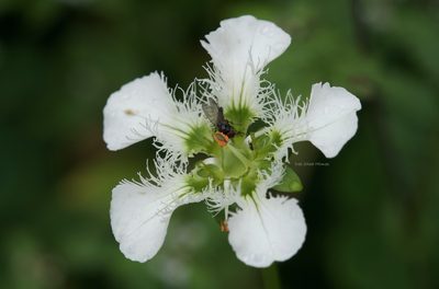 Parnassia wightiana, photographed by Dee Shea Himes
