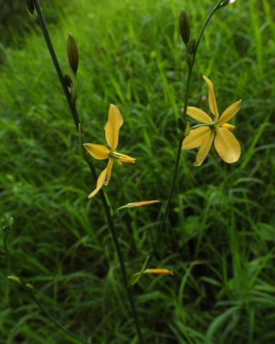 Echeandia formosa, photographed by Grete Pasch