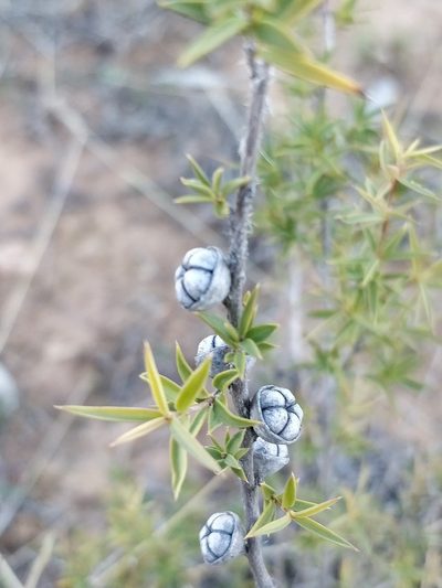 Leptospermum arachnoides, photographed by Will Cornwell